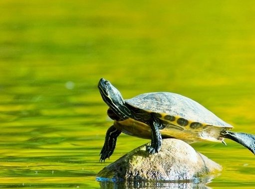 Thiền quán về thân người khó được